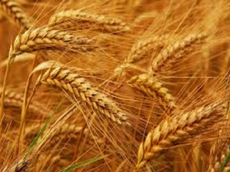 پایین بودن قیمت گندم در مقایسه با سایر محصولات