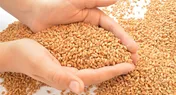 صادرات گندم از پنجره بورس‌کالا/ شفافیت نخستین گام برای ورود ساقه طلا