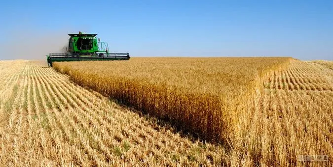 قیمت اعلامی گندم مطابق با هزینه تولید این محصول