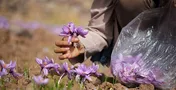 معامله زعفران رشته‌ای برای تحویل در بهمن ماه
