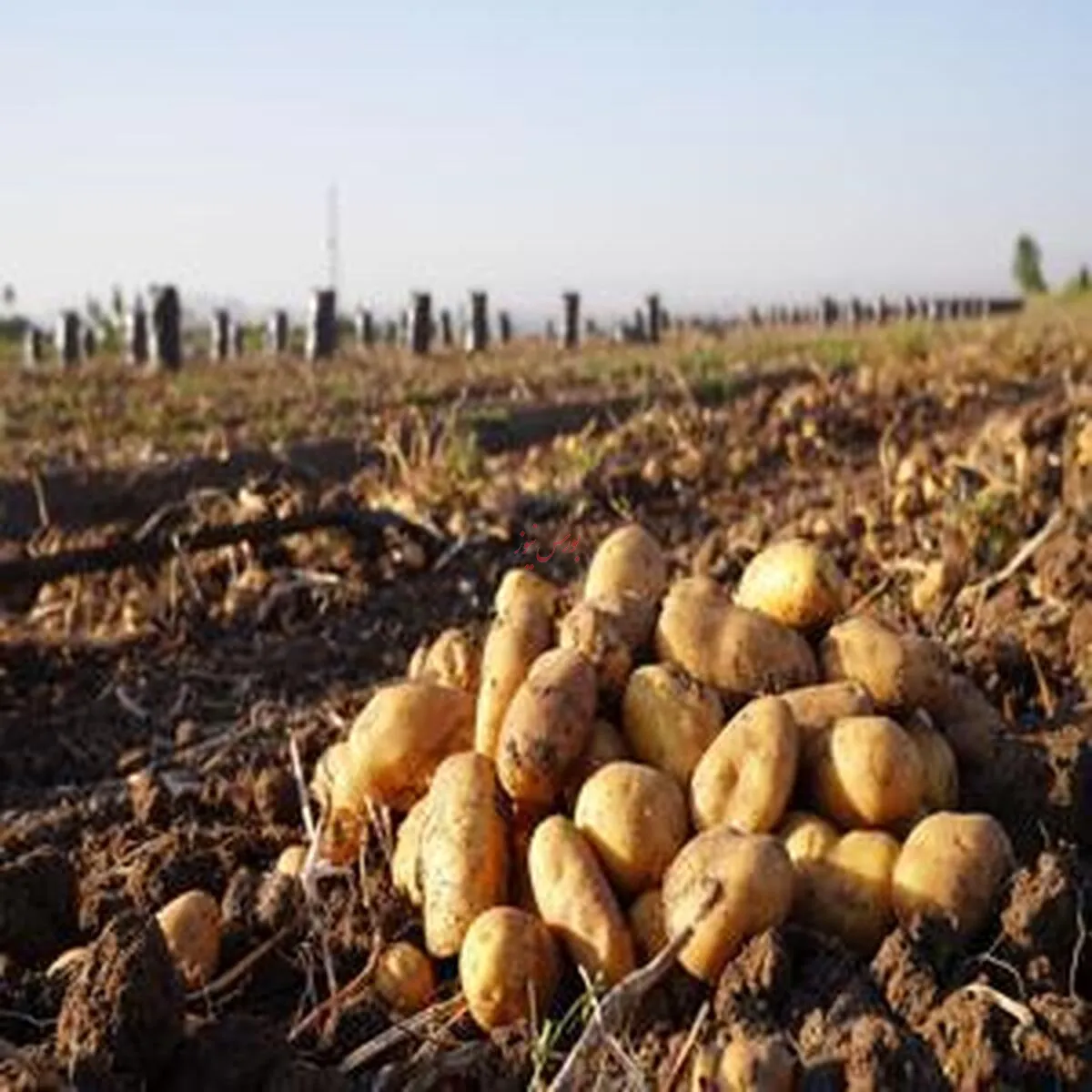 رفع ممنوعیت صادرات سیب‌زمینی به بازارهای جهانی
