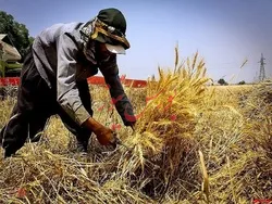 عرضه گندم در بورس کالا نیازمند حمایت واقعی دولت است
