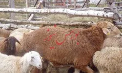 واردات ۱۱۰۰ رأس دام زنده به کشور
