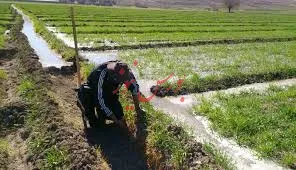 صرفه‌جویی ارزی ۵۰۰ میلیون دلاری ارقام جدید در کشاورزی
