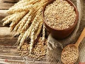 تولید ۲۰ میلیون تنی غلات ایران در سال جاری